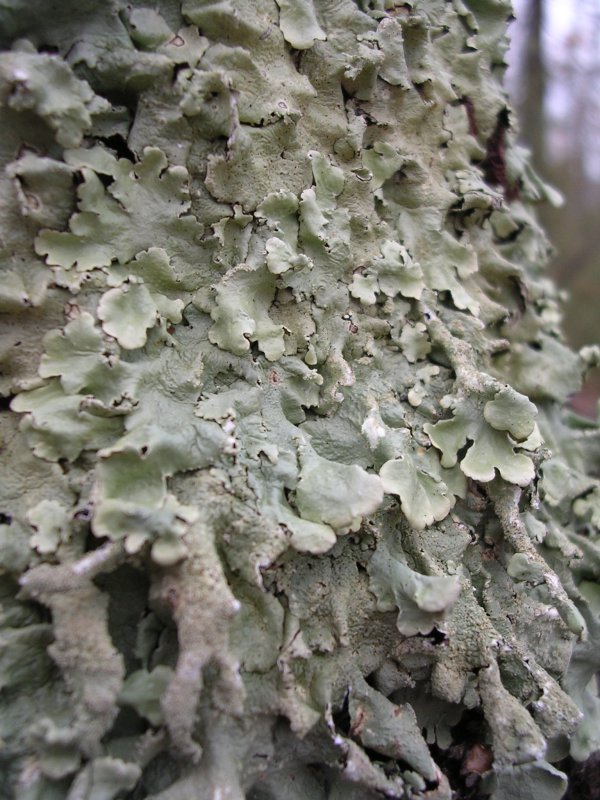 Cladonia convoluta - Parmelia sp.